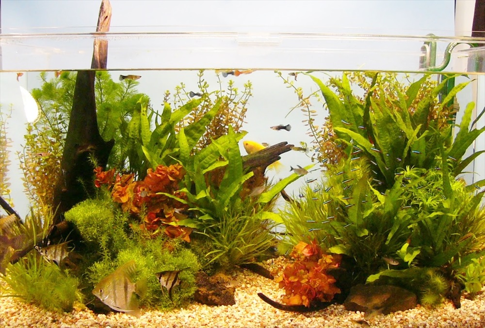 都内雑誌社に90cm淡水魚水槽を短期レンタルしましたのサムネイル画像