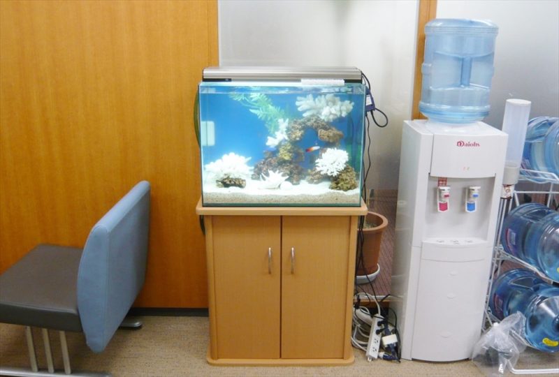 淡水魚水槽から海水魚水槽に水槽をリニューアルしました 水槽画像3
