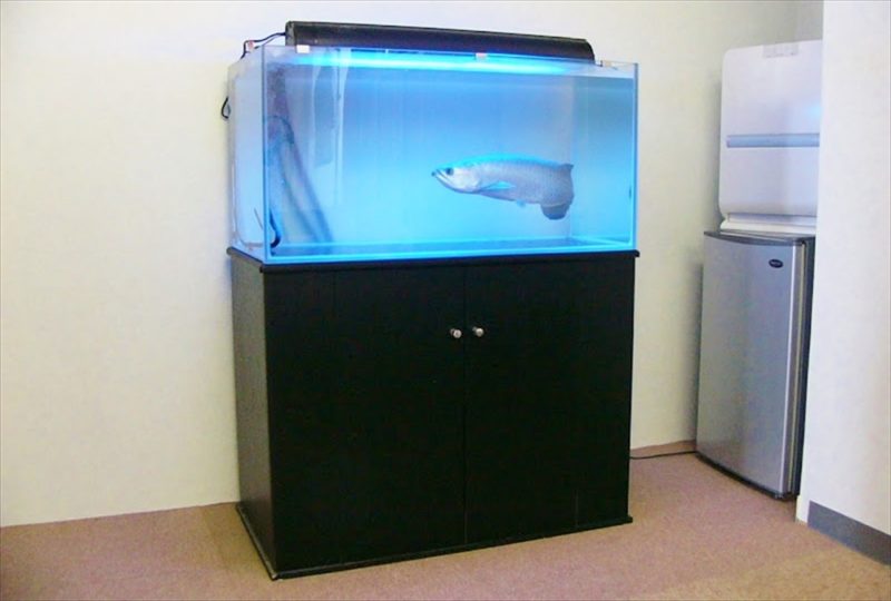 新宿区企業様に90cmアロワナ水槽を設置しました 水槽画像1