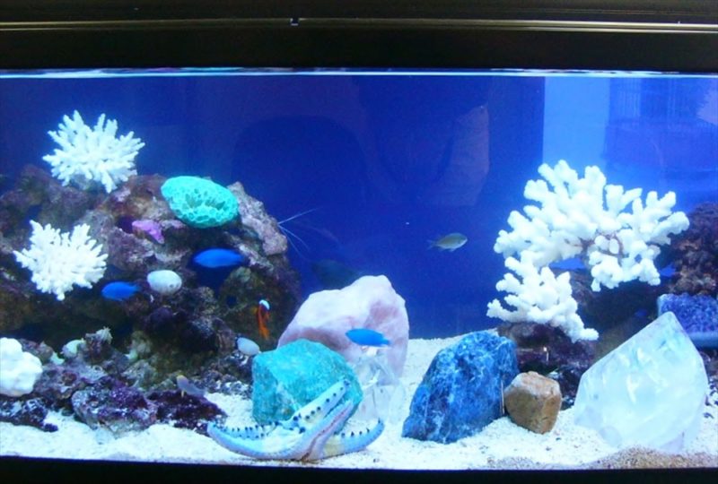 法律事務所様に90cm海水魚水槽を設置しました 水槽画像3