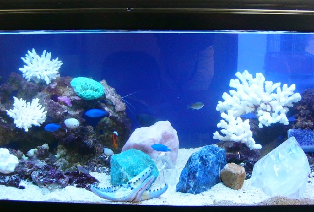 白いサンゴと青い熱帯魚が泳ぐ海水魚水槽のレイアウト