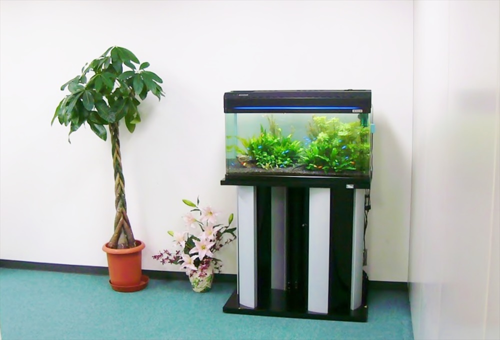 観葉植物の横に設置された水草と小型カラシンの水槽
