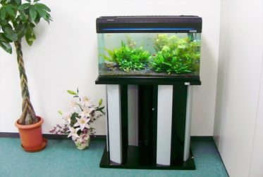 文京区オフィス様に60cm水草水槽を設置しました