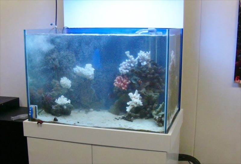 ネオ・インデックス様 120cm海水魚水槽をメンテナンス 水槽画像3