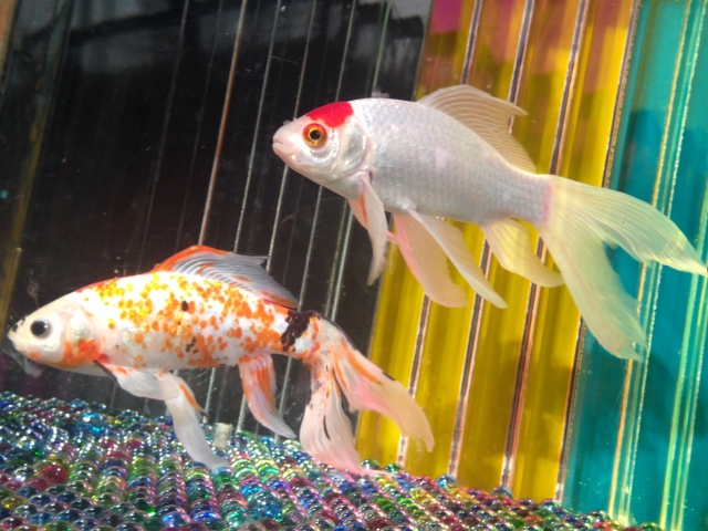 水槽内を泳ぐ白と更紗模様の金魚二匹