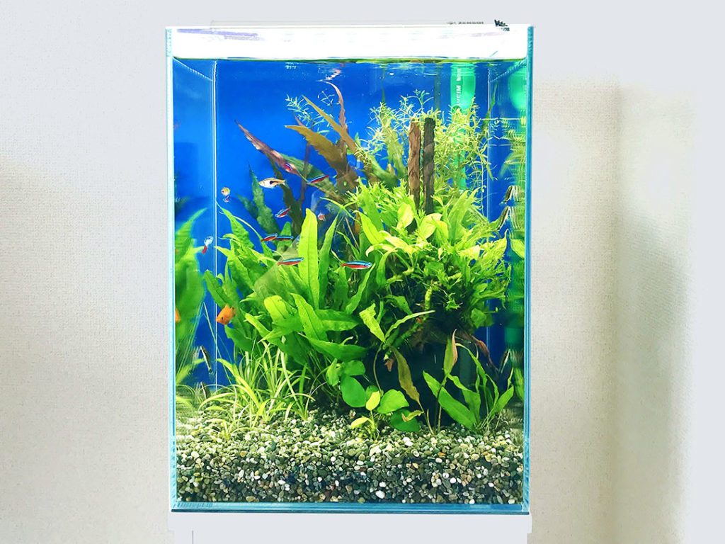 水草とネオンテトラの仲間が泳ぐ縦長の水槽レイアウト