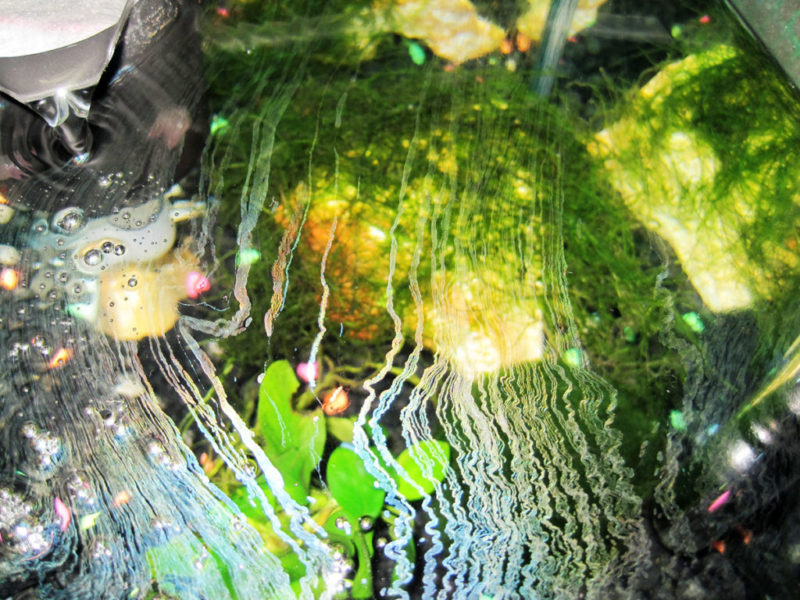 水面に油膜が浮いた水草水槽を上から見た様子