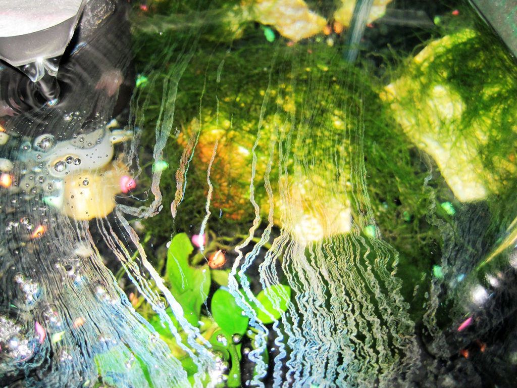 【完全版】油膜が水槽の水面に発生した！油膜の原因と対策方法とはのサムネイル画像