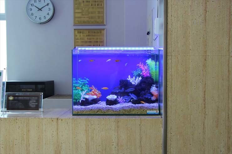 青い照明と人工水草で彩られた受付設置の熱帯魚水槽