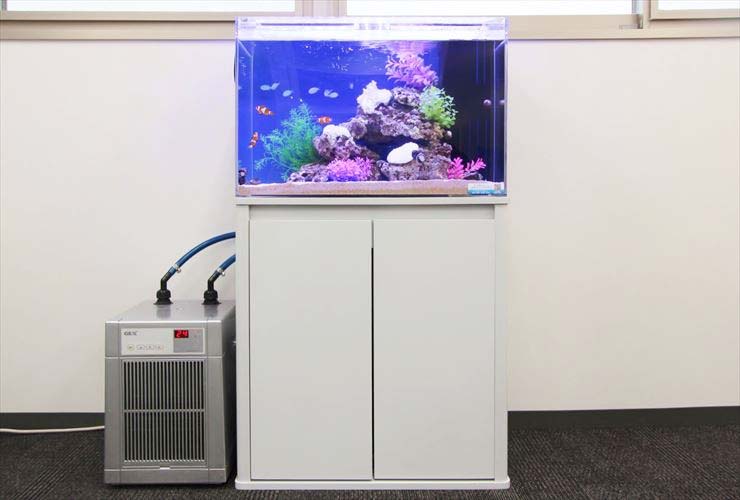 水槽用クーラーを接続した海水魚水槽と白い水槽台