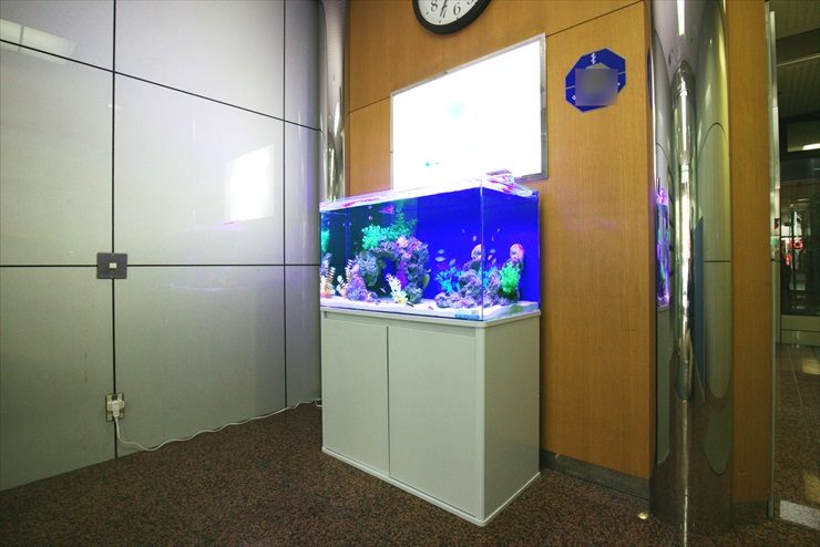 オフィスビルの壁際に設置された海水魚の大型水槽