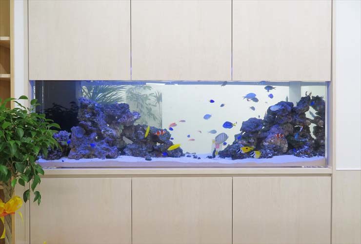 壁面に埋め込まれた大型の海水魚水槽と泳ぐ熱帯魚たち