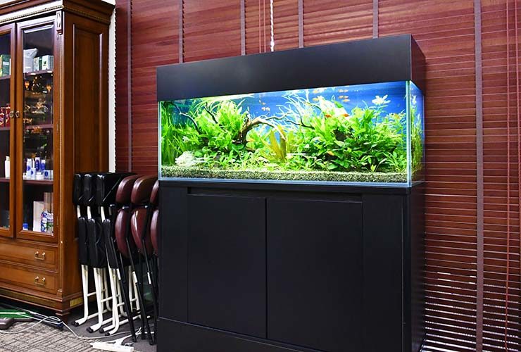 黒い水槽台に設置された大型の水草レイアウト水槽