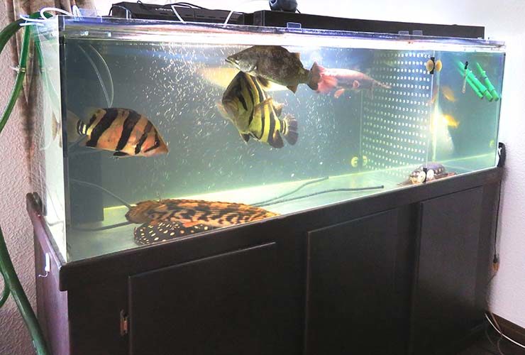 大型熱帯魚が泳ぐ黒い水槽台付きの大型水槽