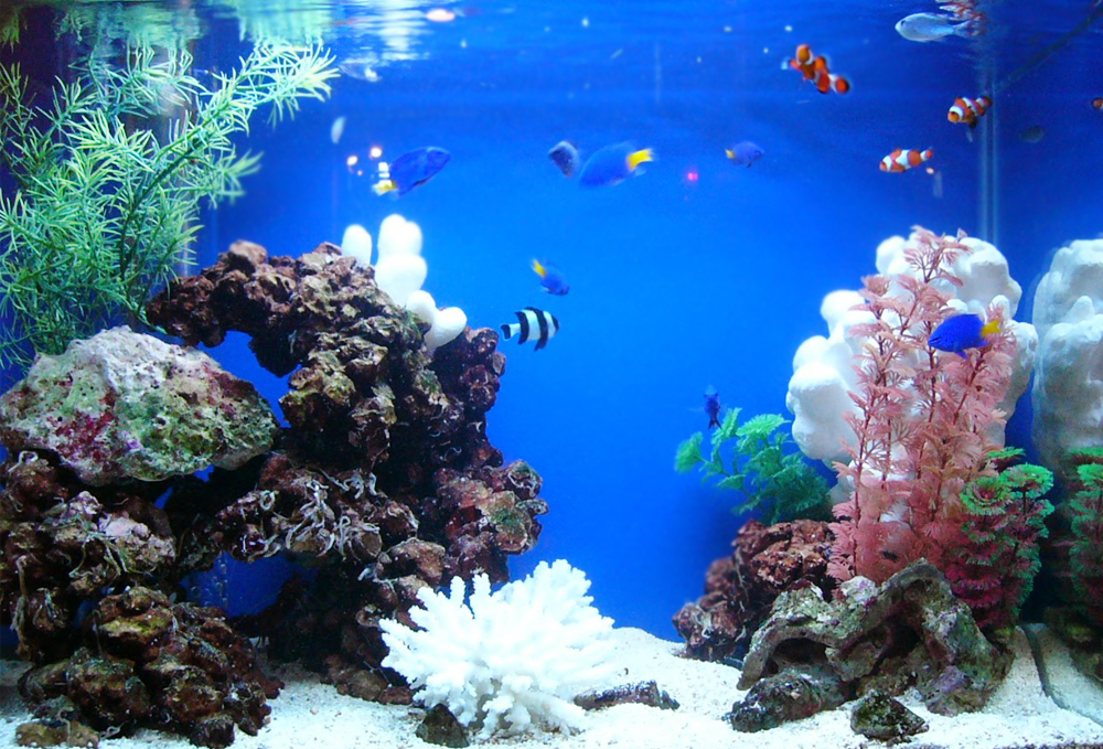 豊島区店舗様 エントランスに60cm海水魚水槽を設置 メイン画像
