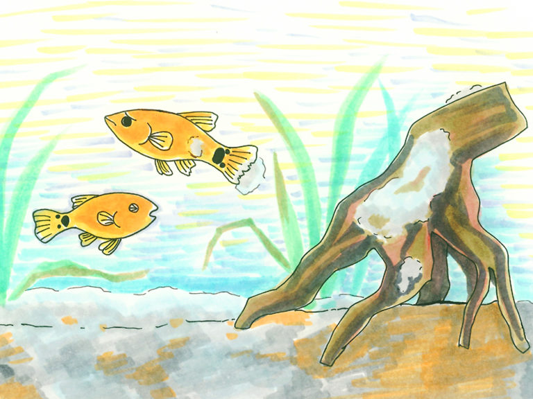 流木と水草の横を泳ぐ2匹のオレンジ色の熱帯魚のイラスト
