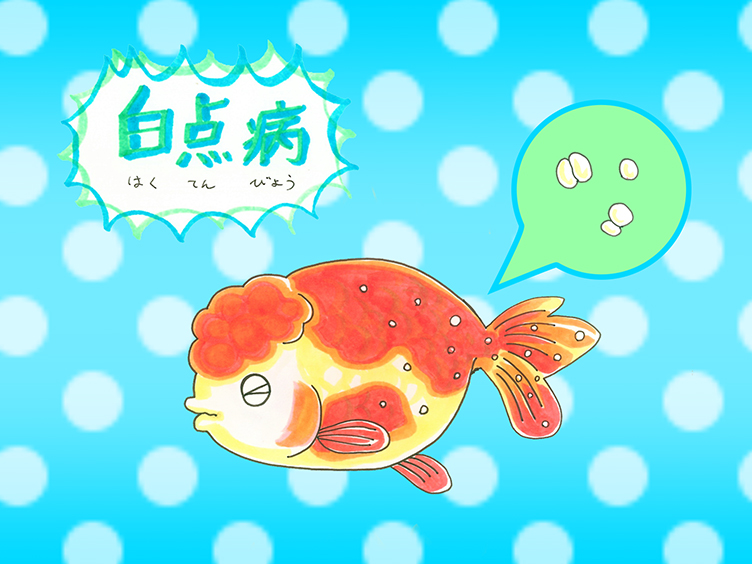 白点病の文字と体に白い点がある金魚のイラストの見出し画像