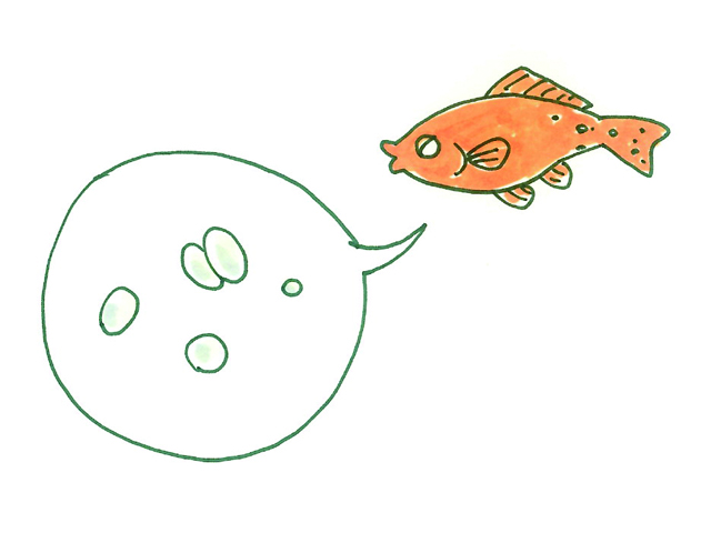 オレンジ色の魚と卵が描かれた吹き出しのイラスト