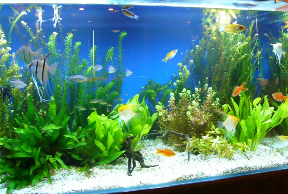 エンゼルフィッシュや水草が泳ぐ青い背景の熱帯魚水槽