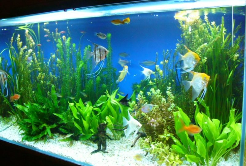 事務所内　華やかな120cm淡水水槽を設置しました 水槽画像３