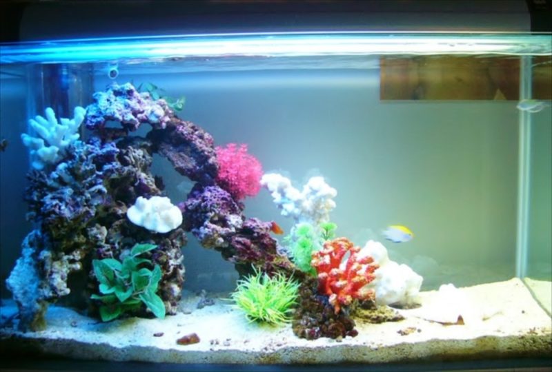 都内 企業様に90cm海水魚水槽を設置しました 水槽画像２
