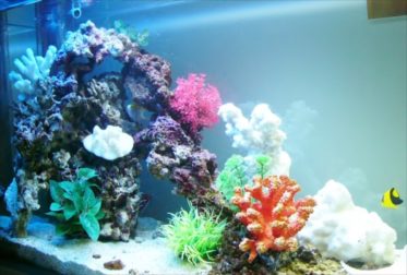 都内 企業様に90cm海水魚水槽を設置しました