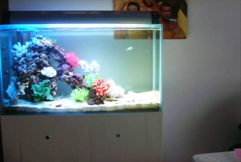 都内 企業様に90cm海水魚水槽を設置しました 水槽画像３