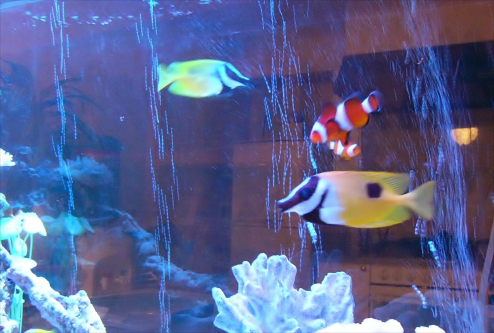 気泡が舞う海水魚水槽を泳ぐクマノミと黄色い熱帯魚たち