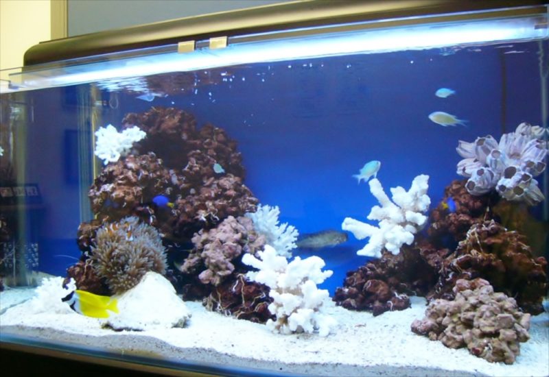新生ファクター様に120cmサンゴ水槽を設置しました 水槽画像３