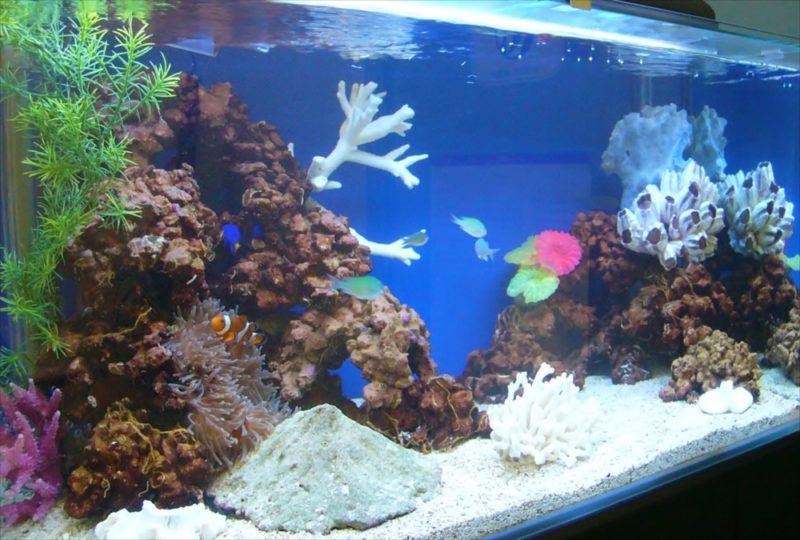 新生ファクター様に120cmサンゴ水槽を設置しました 水槽画像２