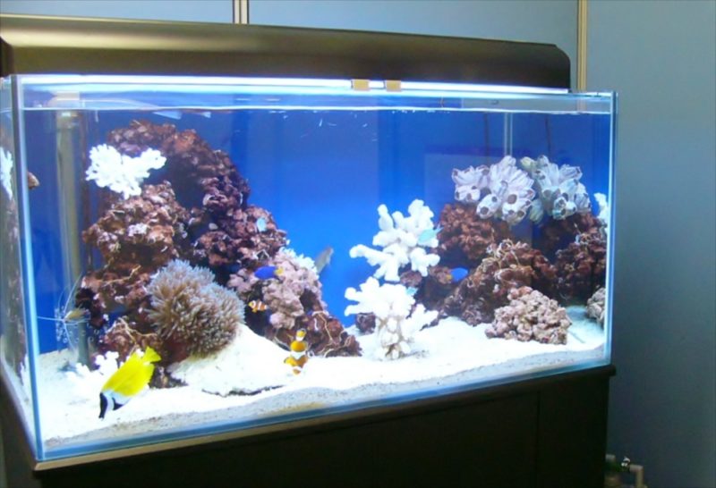 新生ファクター様に120cmサンゴ水槽を設置しました 水槽画像１