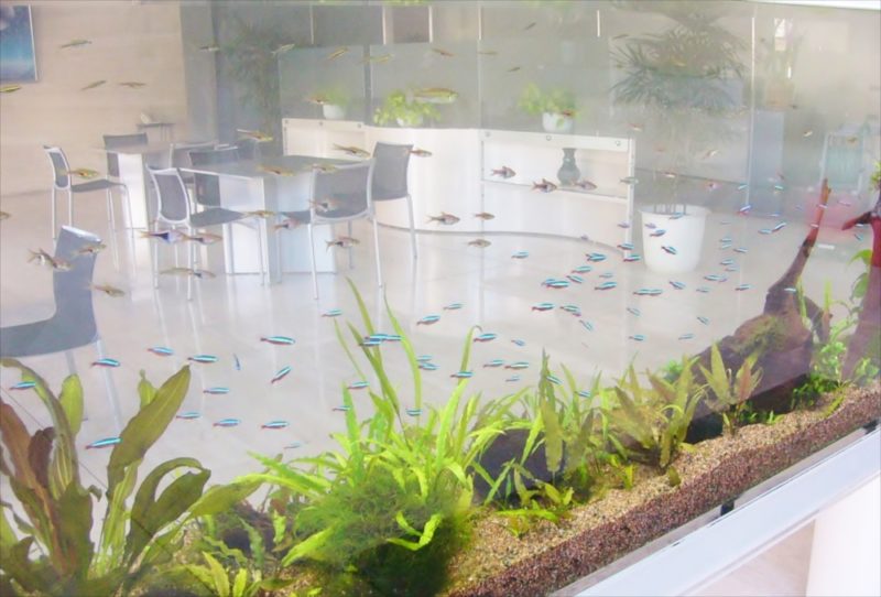 施設のエントランス 4m大型淡水魚水槽 メンテナンス事例 水槽画像2
