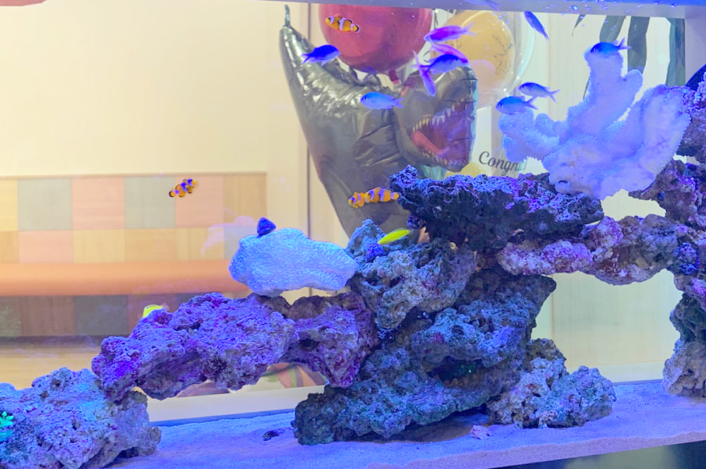 複数の水槽で楽しさを演出した、こどもクリニックの設置事例（120cm海水魚水槽と30cm淡水水槽を組み合わせた設置例）