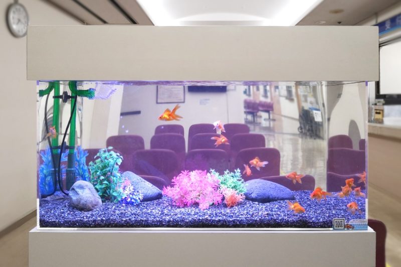 豊島区 病院の待合室 90cm金魚水槽 レンタル事例 その後 水槽画像1