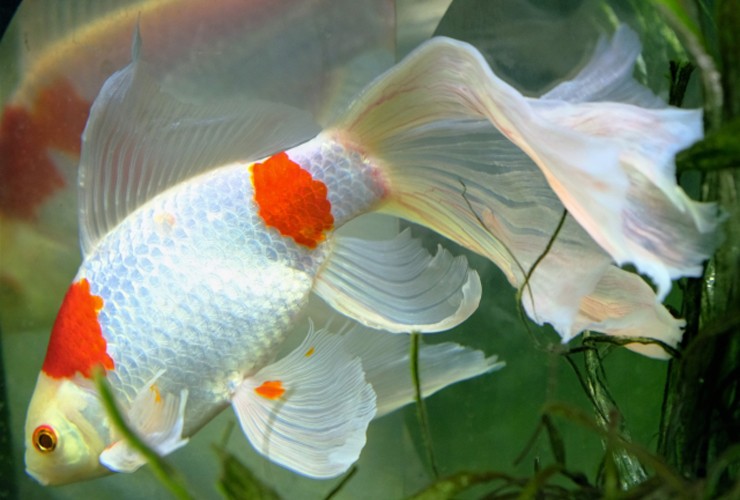 白い体に赤い模様がある長い尾ひれの金魚と水草の画像