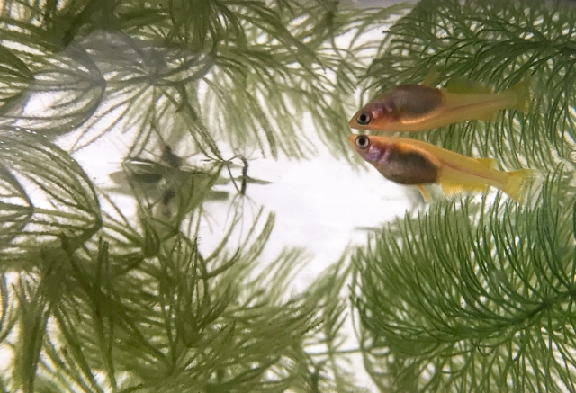 水草の間を泳ぐメダカと水面に映る魚影