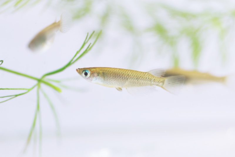 水草の側を泳ぐメダカと背景にぼけた複数のメダカ
