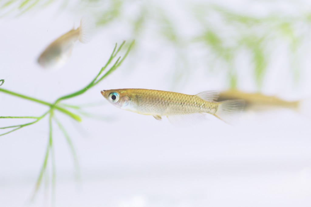メダカの飼い方【初心者向け】メダカの飼育方法とは!水槽、餌、水換えすべて教えますのサムネイル画像