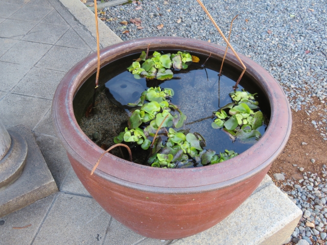 屋外に置かれた浮き草が浮かぶ茶色の睡蓮鉢