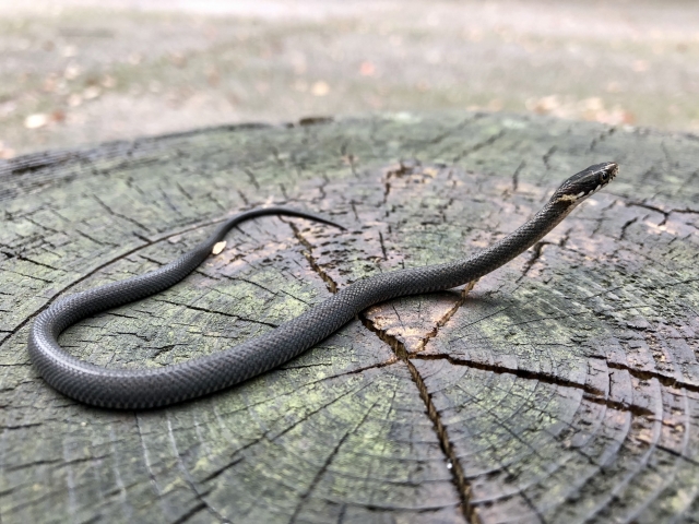 切り株の上で頭を持ち上げる黒いヘビの仲間