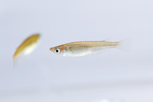 白い背景を泳ぐ2匹のメダカの横顔