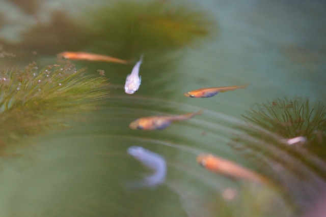 水草の浮かぶ水面を泳ぐ数匹のメダカと波紋