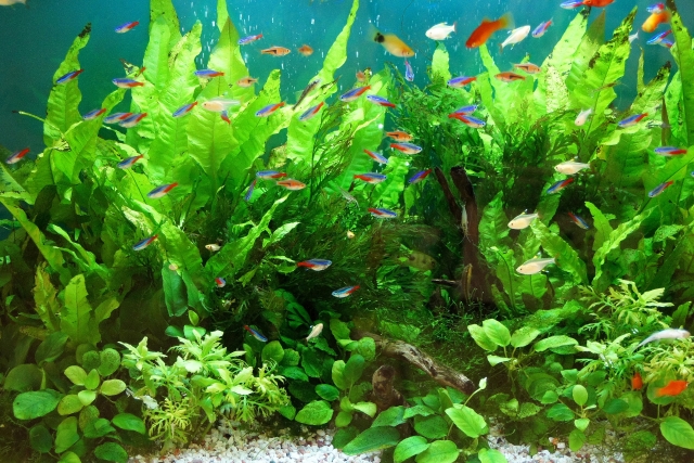 水草が茂る水槽内を泳ぐネオンテトラの仲間と小型魚類