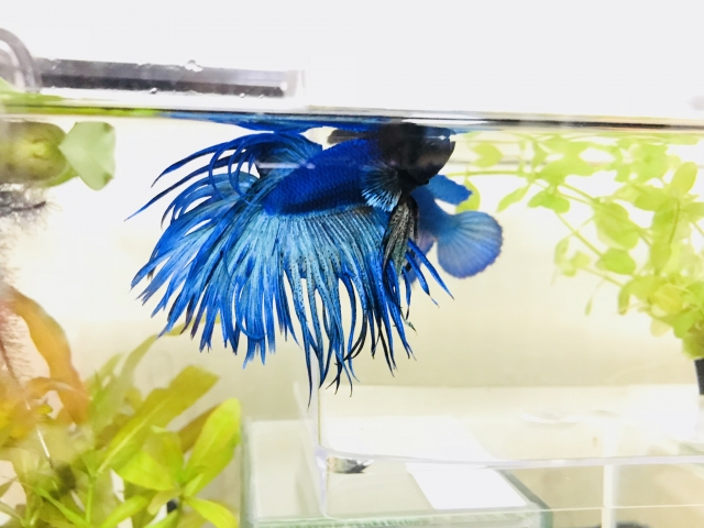 水槽内を泳ぐ青いベタと緑色の水草