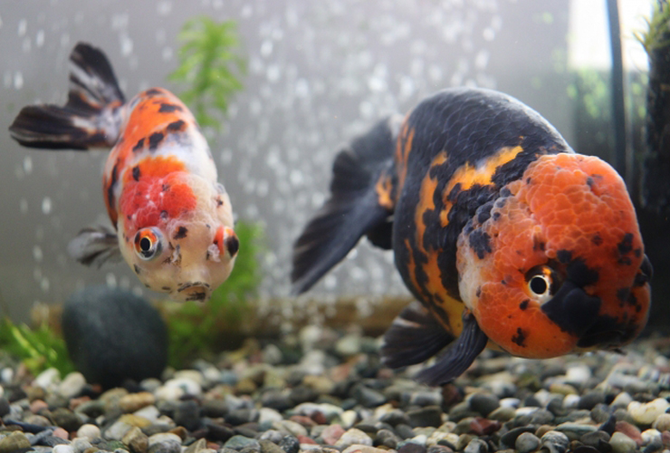 砂利を敷いた水槽内を泳ぐ2匹の金魚と水草の背景
