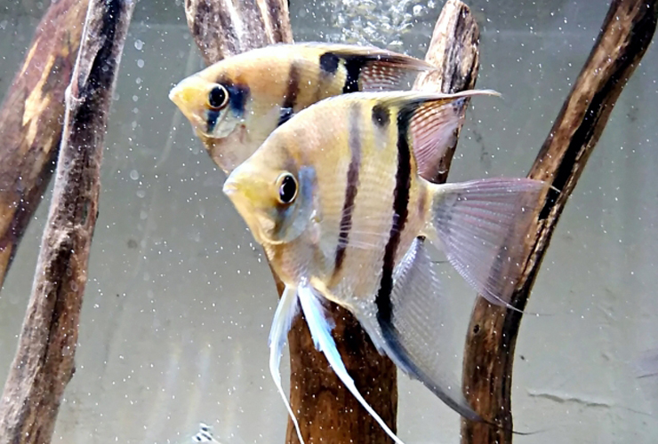 流木の間を泳ぐ2匹のエンゼルフィッシュの仲間
