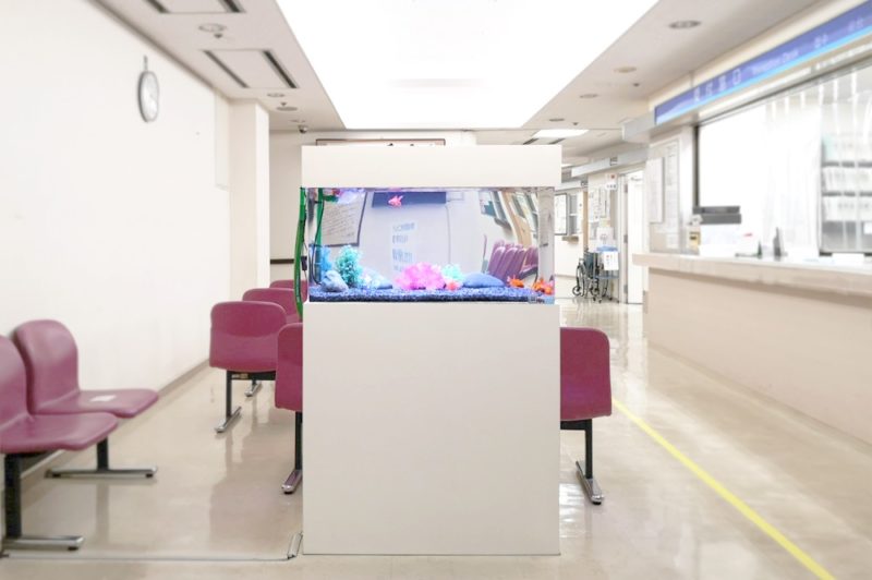 豊島区 病院の待合室 90cm金魚水槽 レンタル事例 その後 水槽画像5