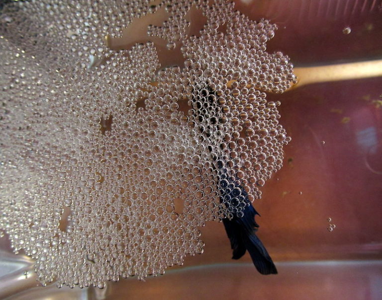 水面に作られたベタの泡巣と下にいる黒いベタの魚体