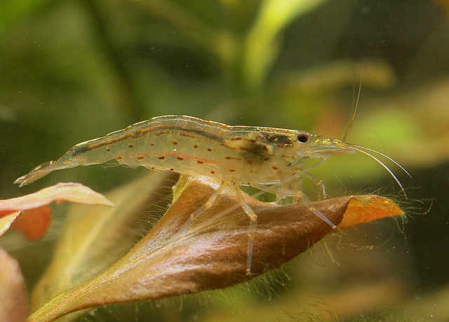 水草の葉の上に静止する半透明なヌマエビの仲間