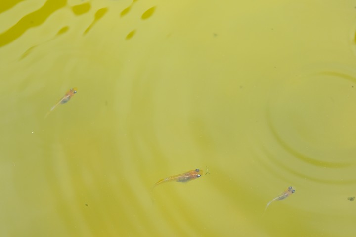グリーンウォーターの水面を泳ぐ数匹のメダカ